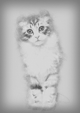 American Curl kitten 3 mon