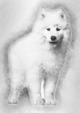 Samoyed puppy standing aga