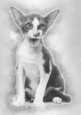 Oriental shorthair sitting