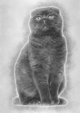 Scottish Fold cat 1 year o