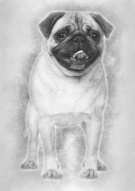 Pug 2 Years old standing