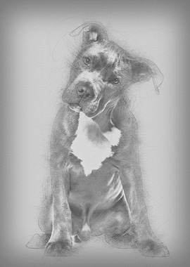 American Staffordshire Ter