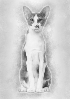 Oriental Shorthair sitting