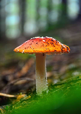 Amanita Muscaria