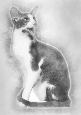 Oriental Shorthair sitting