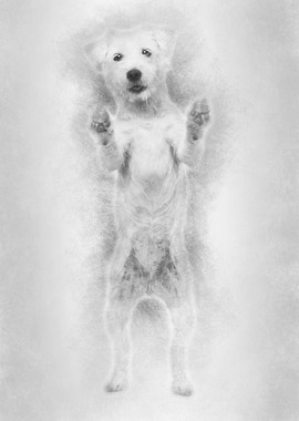 Parson Russell Terrier sta