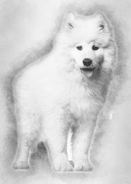 Samoyed puppy standing aga