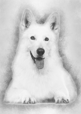 Swiss Shepherd dog 5 years