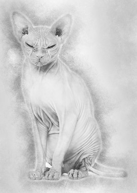 Sphynx Hairless Cat 4 year