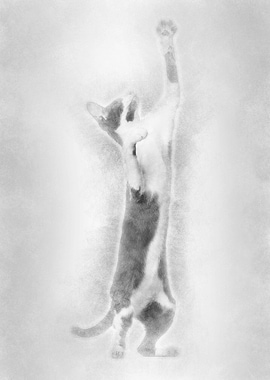 Oriental Shorthair standin