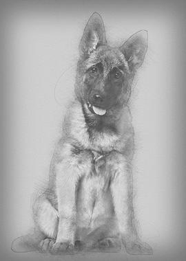 Belgian Shepherd dog 4 mon