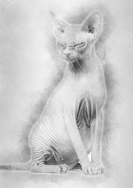 Sphynx 4 years old against