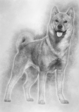 Shiba Inu standing in stud