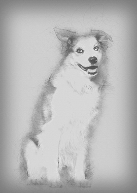 Border Collie sitting agai