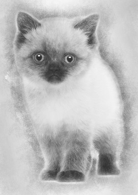 Portrait of British Shorth