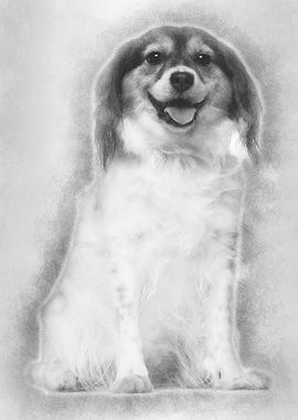 Papillon 7 years old sitti