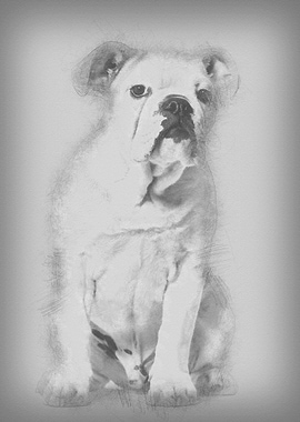 French Bulldog 5 months ol