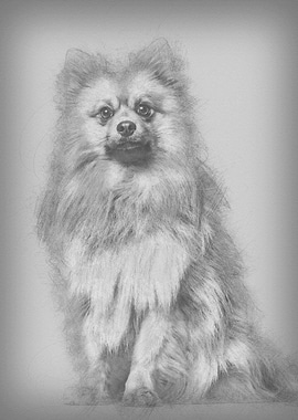 Keeshond dog sitting again