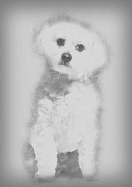 Maltese dog sitting agains