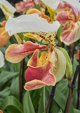 orchid in bloom spring