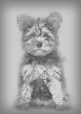 Yorkshire Terrier puppy 3
