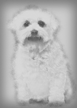 Maltese with tongue out 5