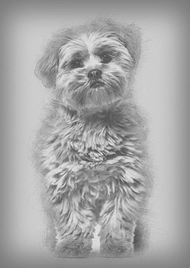 Lhasa apso dog 8 months ol