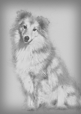 Shetland Sheepdog sitting