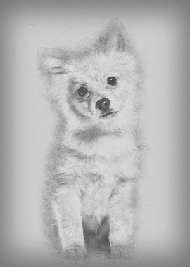 Pomeranian puppy 5 months