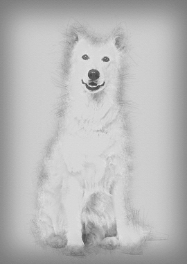 Swiss White Shepherd dog