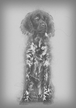 Munsterlander dog 9 month