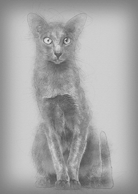 Oriental Shorthair sitting