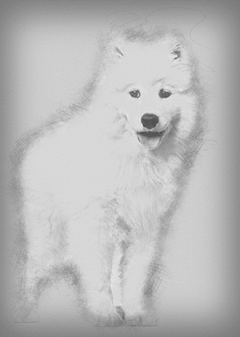 Samoyed puppy standing aga