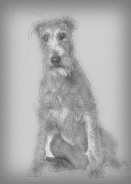 Irish Terrier 2 years old