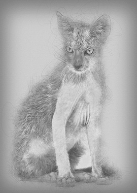 Kitten Lykoi cat 3 months