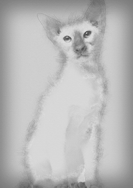 Siamese kitten 5 months ol