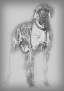 Great Dane 10 months old s