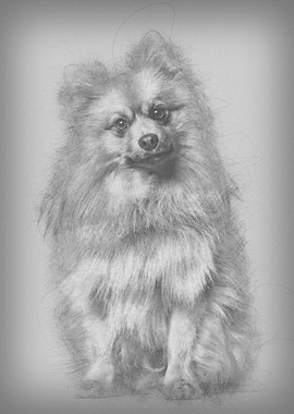 Keeshond dog looking at ca