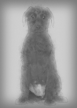 Labrador puppy 3 months ol