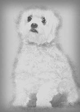 Maltese 2 years old sittin