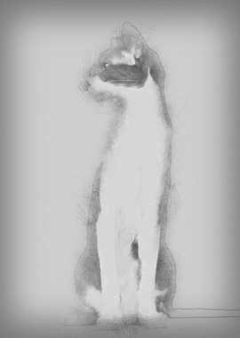 Oriental Shorthair sitting