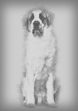 StBernard dog sitting and