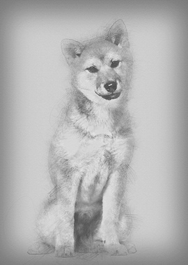 Shiba Inu dog sitting agai