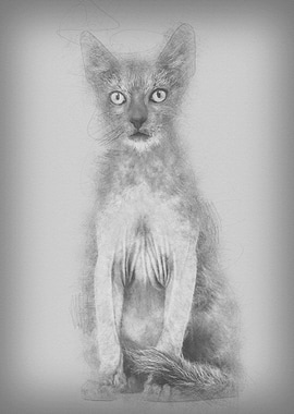 Kitten Lykoi cat 3 months