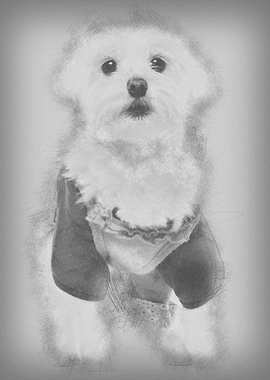 Maltese dressed up 3 years