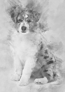 Australian Shepherd puppy