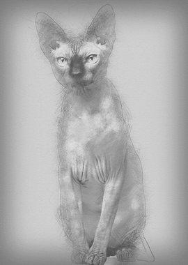 Sphynx cat 1 year old sitt