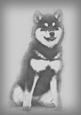 Shiba Inu puppy 45 month