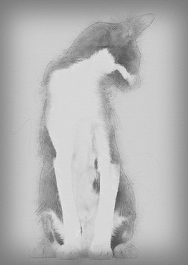 Oriental Shorthair sitting