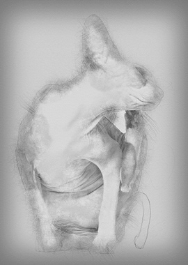 Sphynx cat 1 year old itch